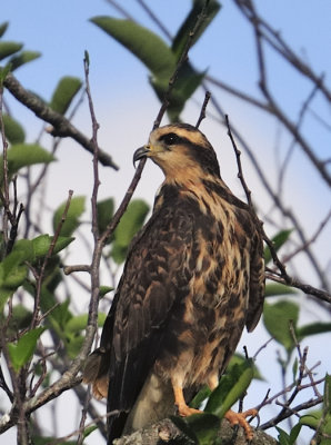 Snail kite (juvenile)