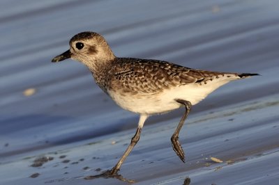 Black-bellied plover