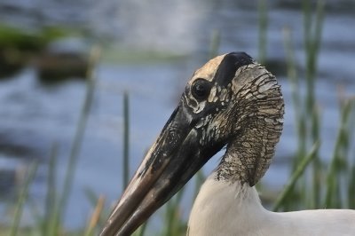 Wood stork