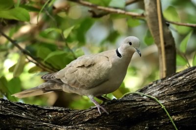 Eurasian collared dove