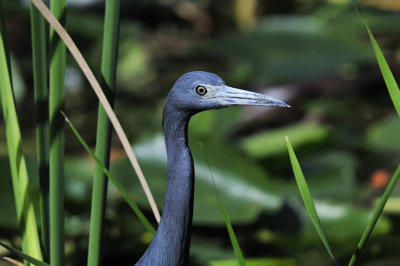 Little blue heron