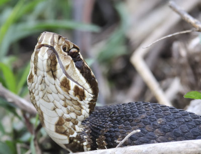 Florida cottonmouth