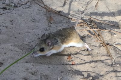 Florida mouse, on the run