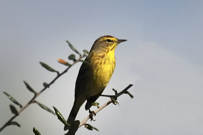 Palm warbler