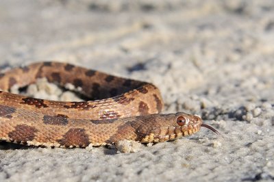 Brown water snake