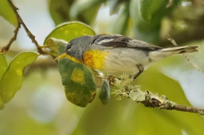 Northern parula