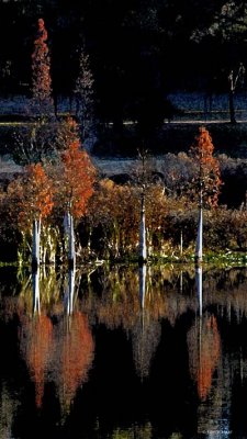 Autumn Cypress1-11