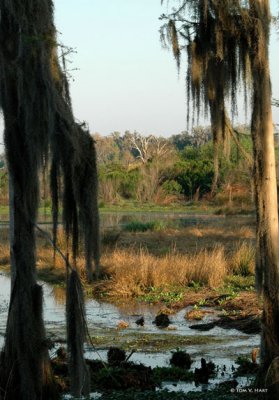 Alligator Alley III Circle B Reserve 2-27-11