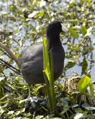 American Coot Circle B Reserve