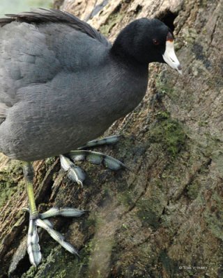 American Coot  Circle B Reserve