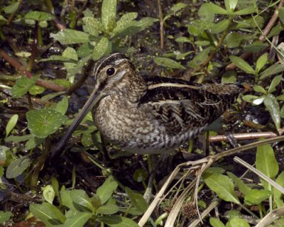 Common Snipe - Circle B Reserve 3-1-11