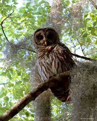 Barred Owl  Circle B Reserve 2-27-11