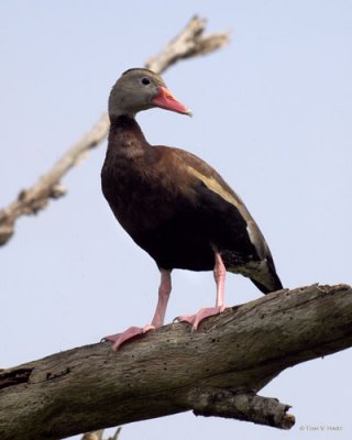 Black Bellied Whistling Duck - Circle B Reserve 3-1-11