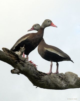 Black Bellied Whistling Ducks - Circle B Reserve 3-1-11