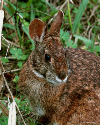 Cottontail Rabbit Circle B Reserve 2-24-11