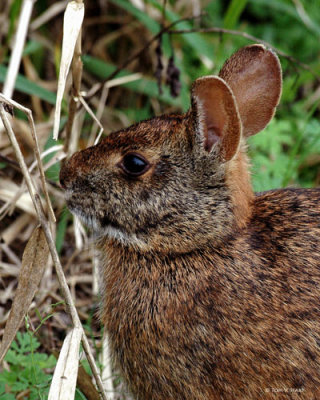 Cottontail Rabbit II Circle B Reserve 2-24-11