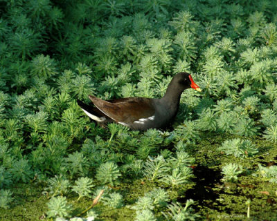 Gallinule - Circle B Reserve - 2-27-11
