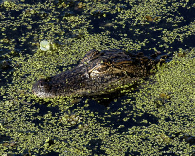 Gator Circle B Reserve 2-28-11