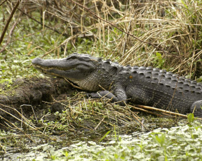 Gator Circle B Reserve 3-1-11