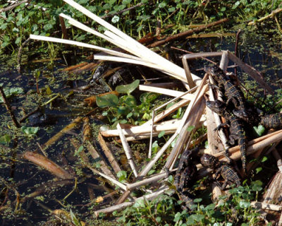 Gator Sittin' - Circle B Reserve - 2-27-11
