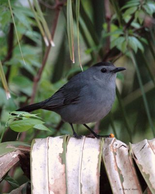 Gray Catbird II - Circle B Reserve