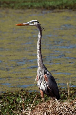 Great Blue Herons