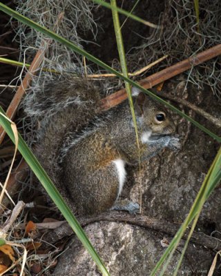 Hidden Forage- Circle B Reserve