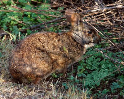 Hoppin' Down The Bunny Trail - Circle B Reserve -2-27-11