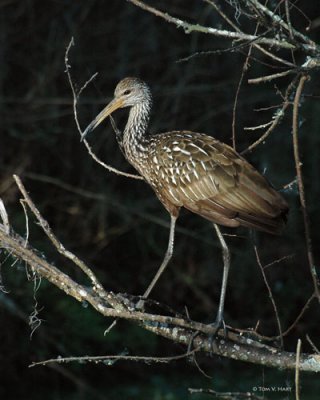 Limpkins
