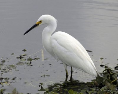 Snowy Egret II -Circle B Reserve 3-1-11