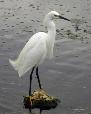 Snowy Egret-Circle B Reserve 3-1-11