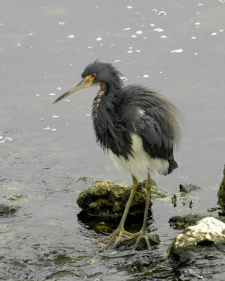 Tri-color Heron - Circle B Reserve 3-1-11