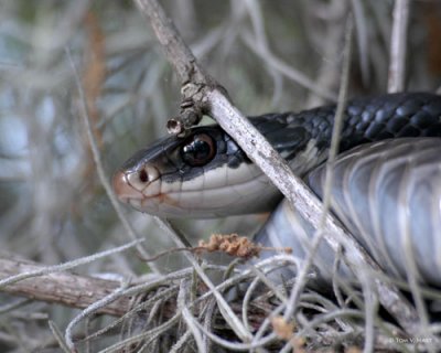 Reptiles & Amphibians of Circle B