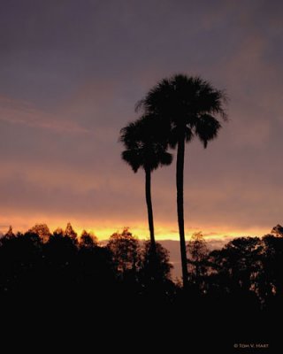 Circle B Sunrise II 3-6-11