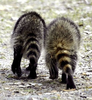 Dos Coon Ass!.