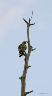 Birds Of Prey