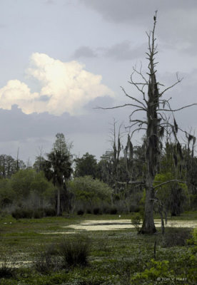 Late Afternoon In The Swamp 3-9-11