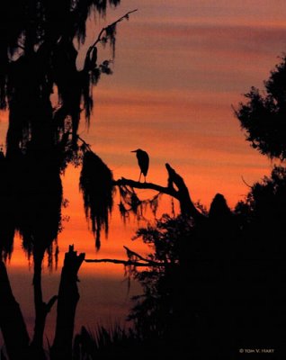 Sunset Heron