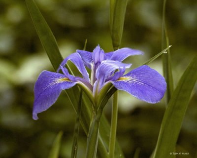Wild Iris 3-6-11