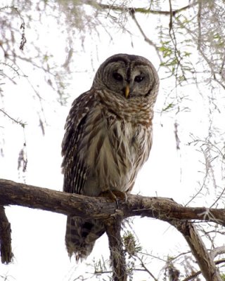 Barred Owl 3-14-11