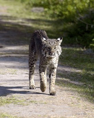 Bobcat II 3-14-11