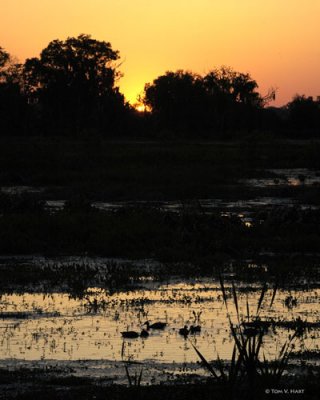 Ducks @ Dusk 3-12-11