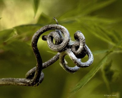 Nature's Knot 3-12-11