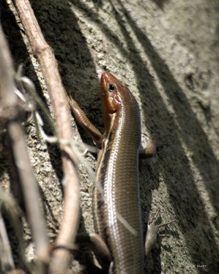 Skink 3-14-11