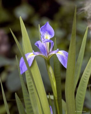 Wild Iris 3-14-11