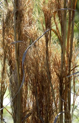 Grass Texture 3-17-11