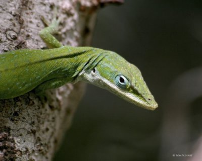 Green Anole 3-16-11