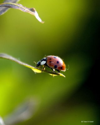 Ladybugs & Beetles