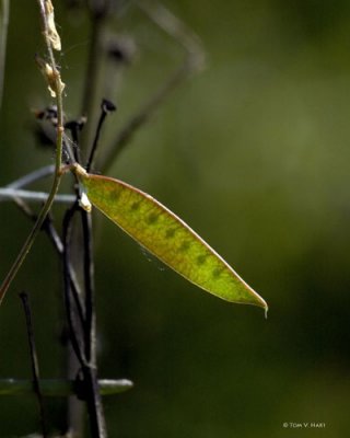 Seed Pod 3-17-11