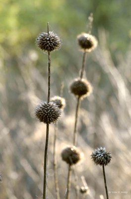 Seed Pods 3-17-11